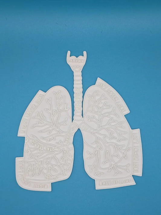 Lungs Anatomy Coloring Craft – Educational Model