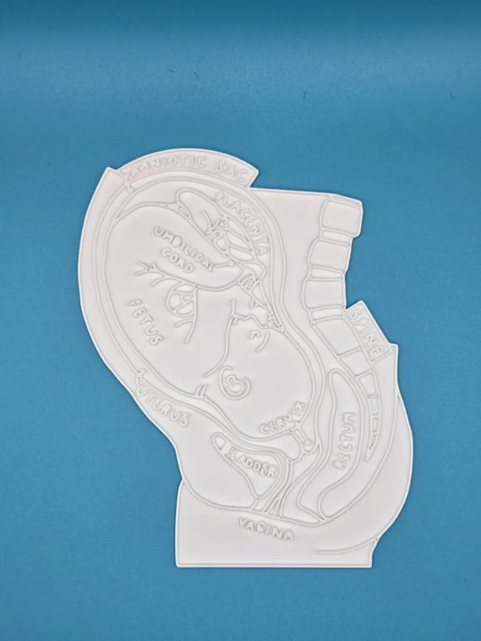 Baby in Womb Anatomy Coloring Craft – Educational Model