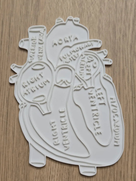 Heart Anatomy Coloring Craft – Educational Model