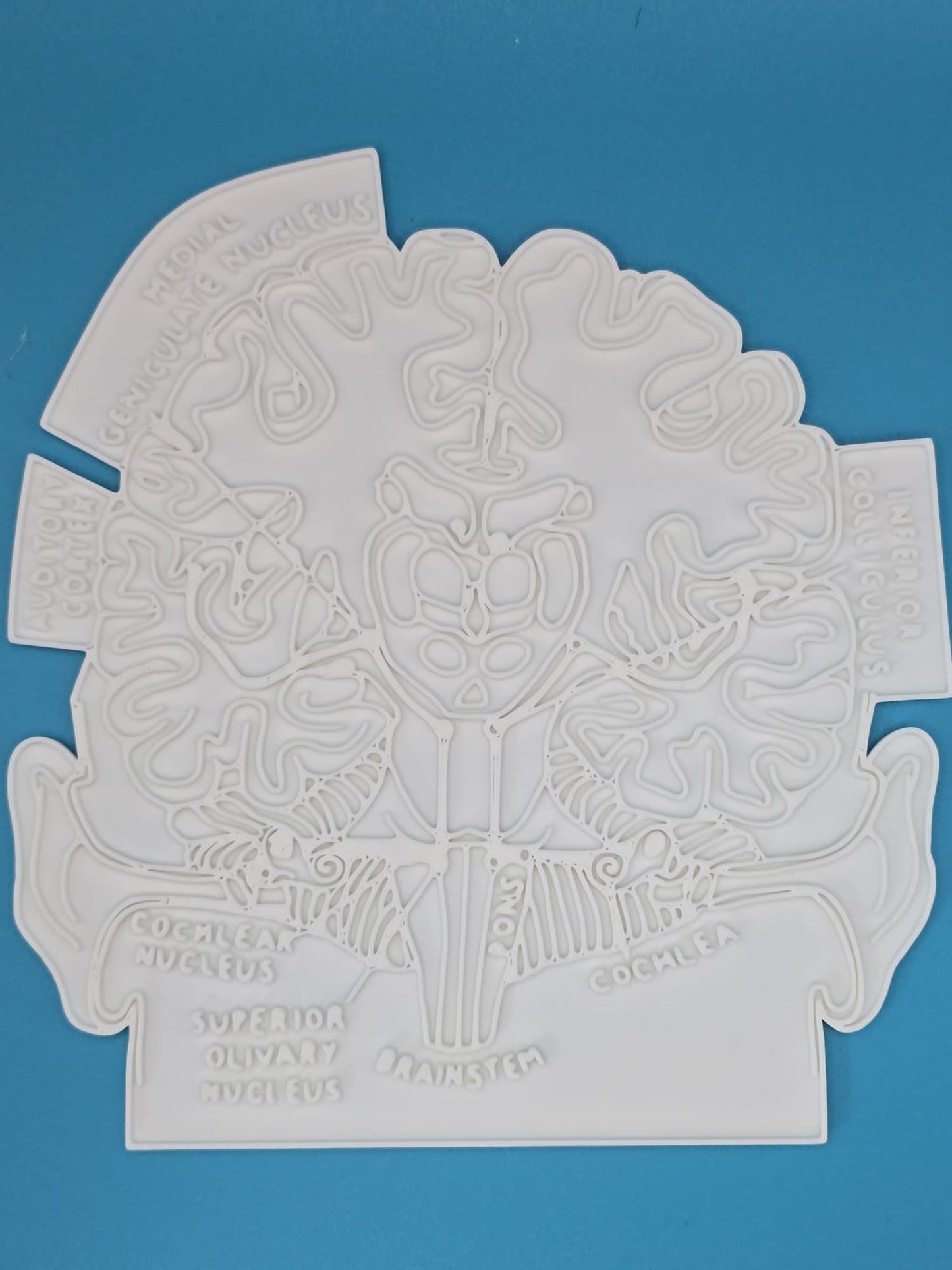 Brain Slice Anatomy Coloring Craft – Educational Model