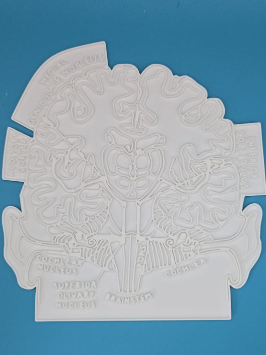 Brain Slice Anatomy Coloring Craft – Educational Model