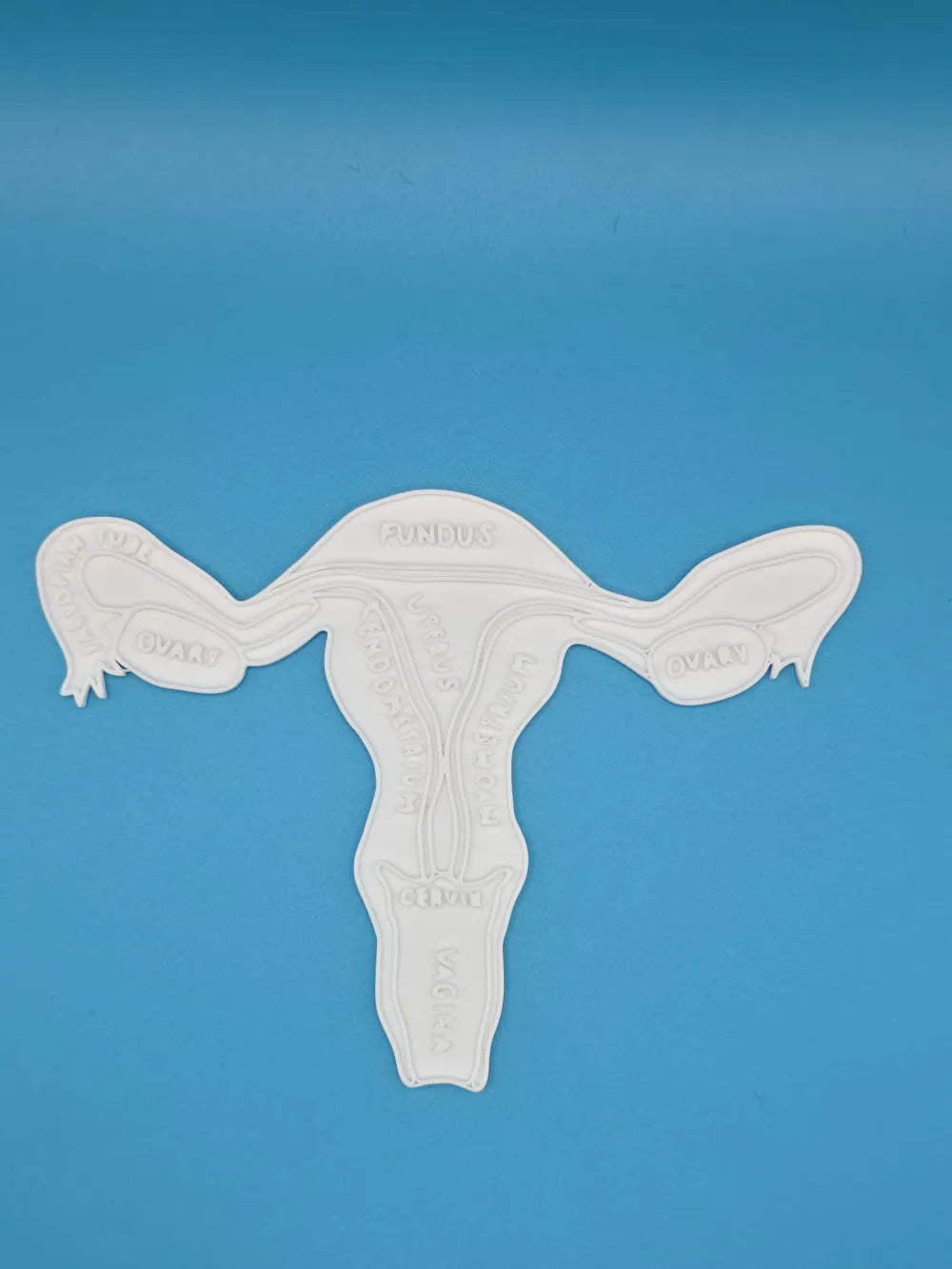 Womb & Cervix Anatomy Coloring Craft – Educational Mode