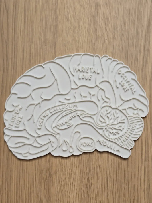 Brain Neuro Anatomy Education Coloring Craft