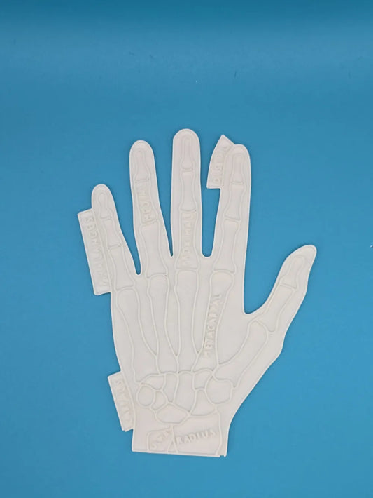 Hand Anatomy Coloring Craft – Educational Model