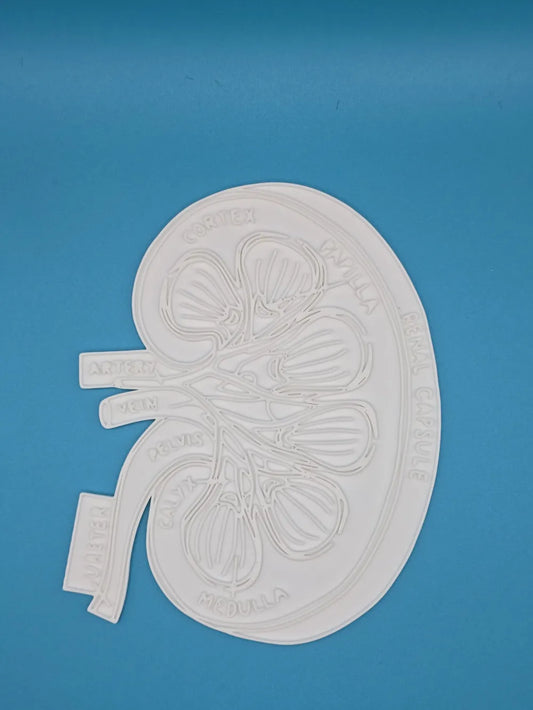 Kidney Anatomy Coloring Craft – Educational Model