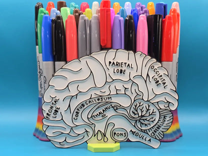 Brain Neuro Anatomy Education Coloring Craft