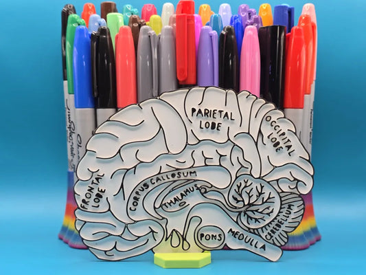Brain Neuro Anatomy Education Coloring Craft
