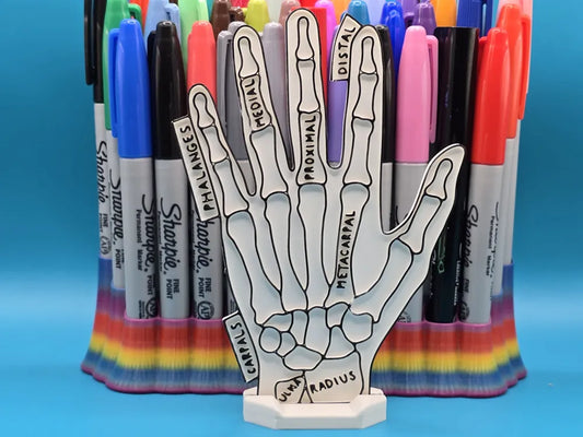 Hand Anatomy Coloring Craft – Educational Model