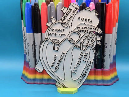 Heart Anatomy Coloring Craft – Educational Model