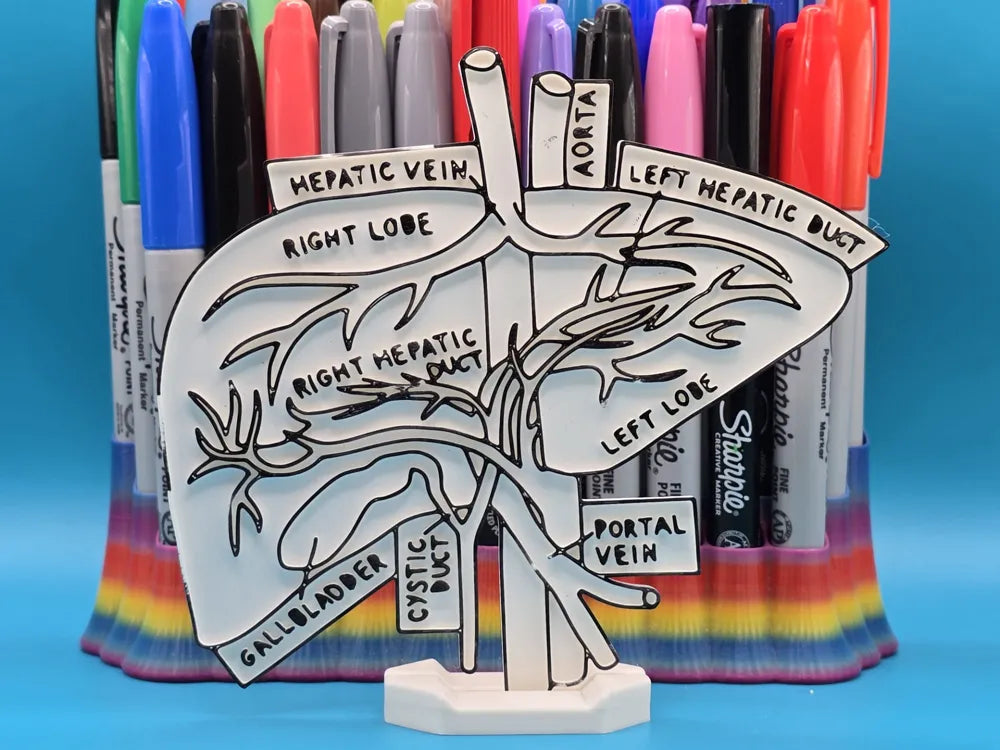 Liver (Hepar) Anatomy Coloring Craft – Educational Model