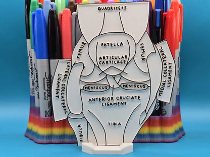 Knee Meniscus Anatomy Coloring Craft – Educational Model