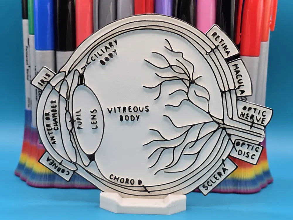 Eye (Ophthalmology) Anatomy Coloring Craft – Educational Model