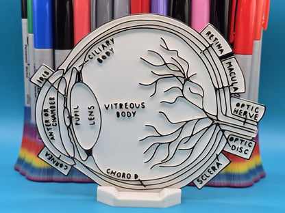 Eye (Ophthalmology) Anatomy Coloring Craft – Educational Model