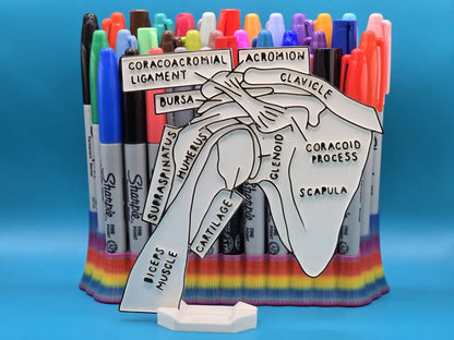 Shoulder Anatomy Coloring Craft – Educational Model