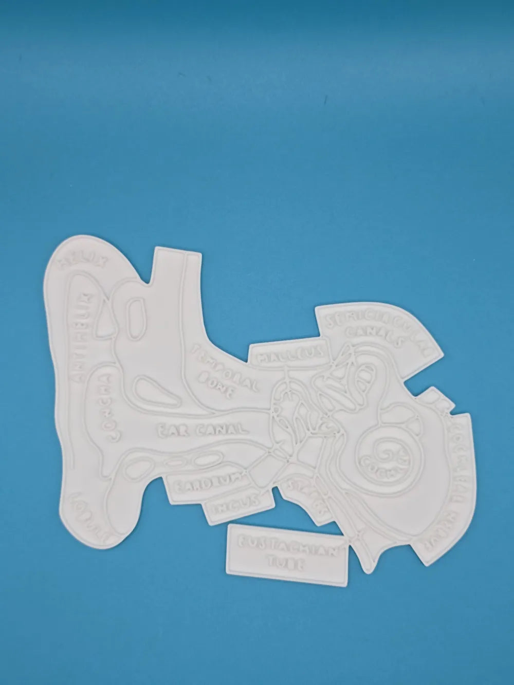 Ear Anatomy Coloring Craft – Educational Model