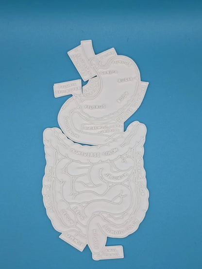 Stomach Anatomy Coloring Craft – Educational Model