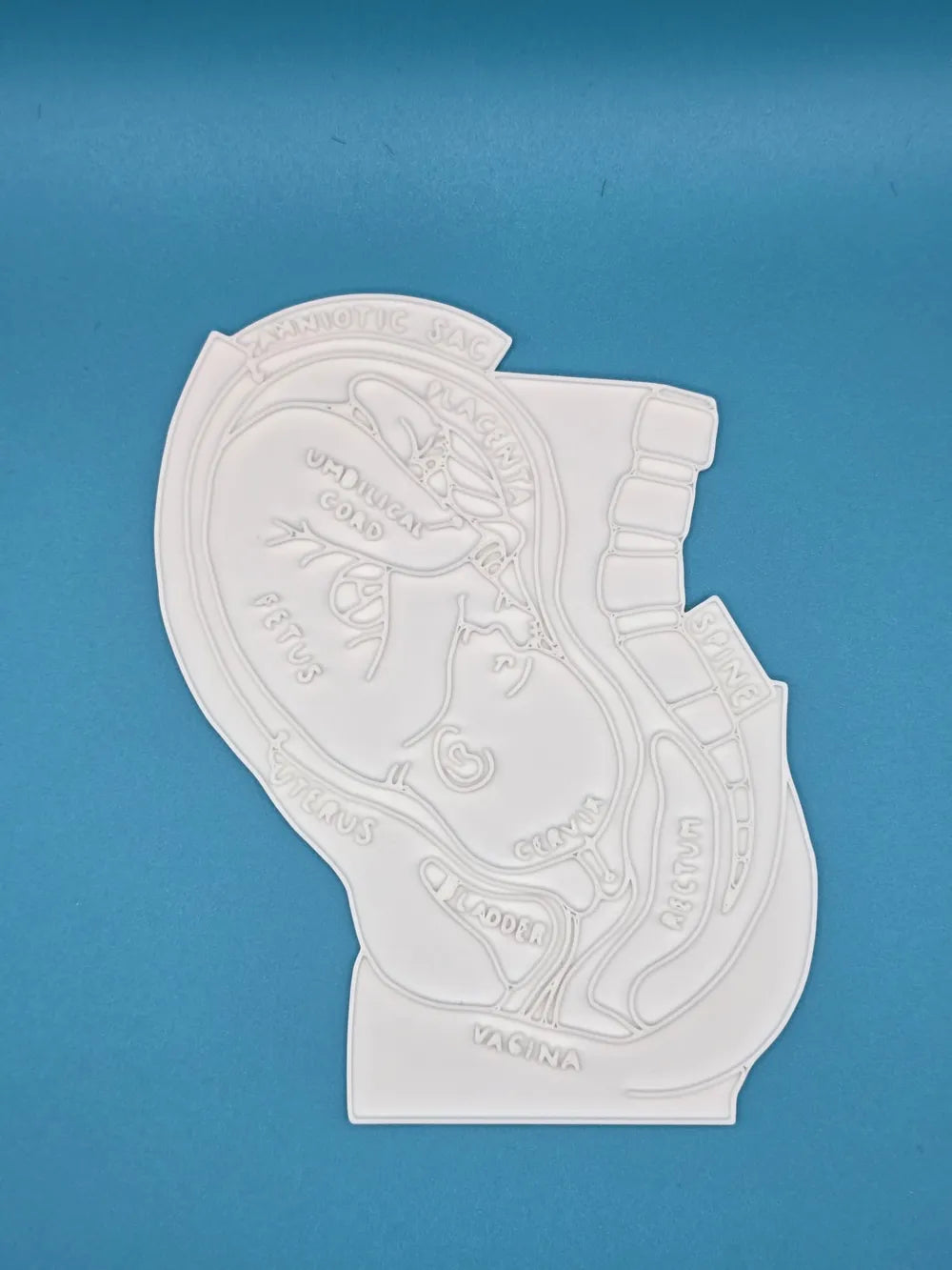 Baby in Womb Anatomy Coloring Craft – Educational Model