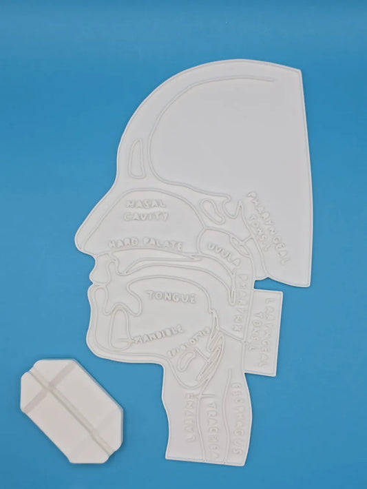 Head Anatomy Side View Coloring Craft – Educational Model