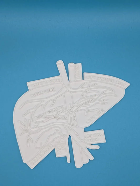 Liver (Hepar) Anatomy Coloring Craft – Educational Model