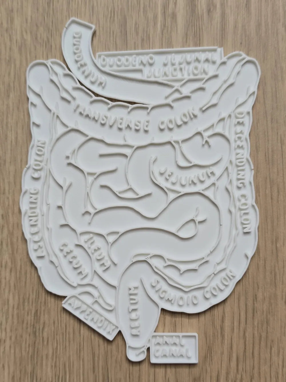 Abdominal Anatomy Coloring Craft – Educational Model