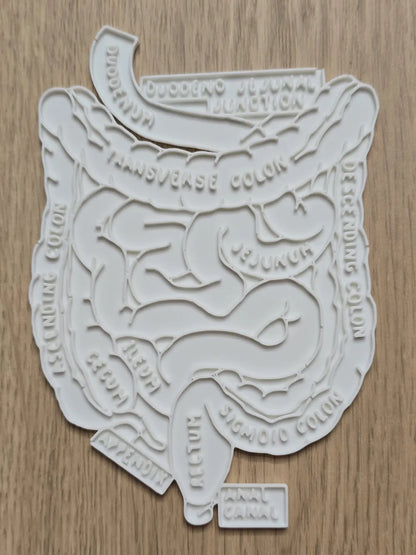 Abdominal Anatomy Coloring Craft – Educational Model