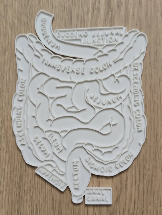 Abdominal Anatomy Coloring Craft – Educational Model