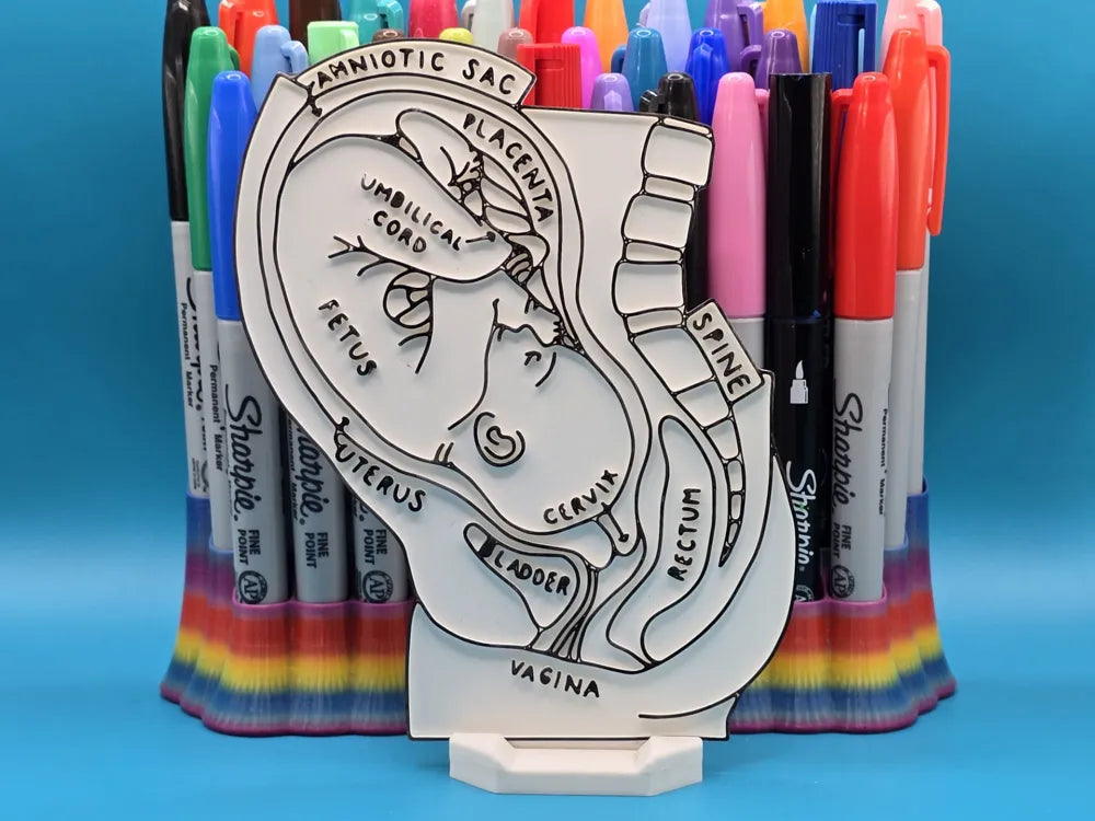 Baby in Womb Anatomy Coloring Craft – Educational Model
