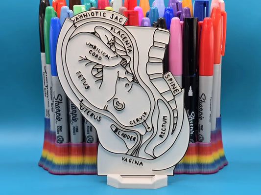 Baby in Womb Anatomy Coloring Craft – Educational Model
