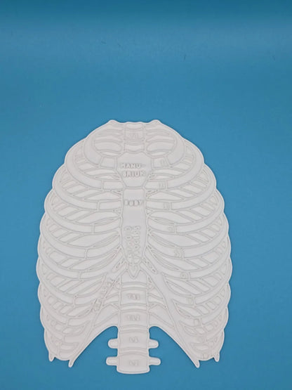 Ribcage & Torso Anatomy Coloring Craft – Educational Model