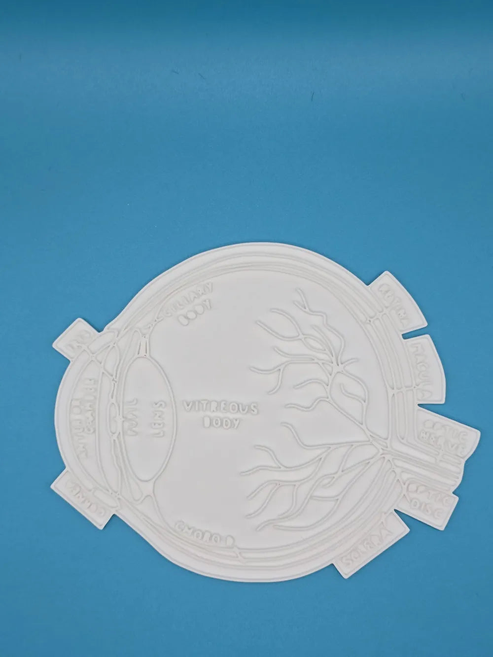 Eye (Ophthalmology) Anatomy Coloring Craft – Educational Model