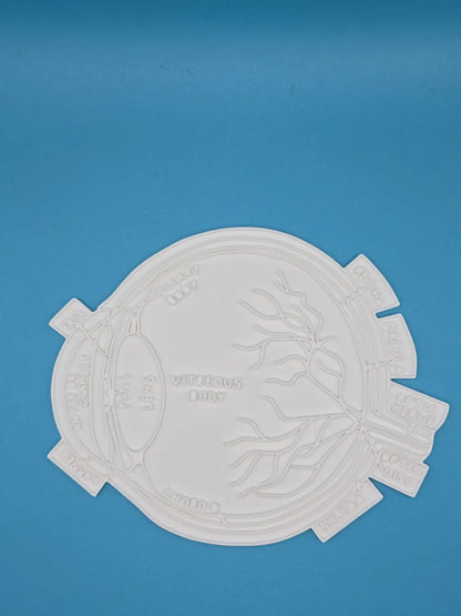 Eye (Ophthalmology) Anatomy Coloring Craft – Educational Model