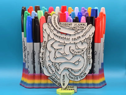Abdominal Anatomy Coloring Craft – Educational Model