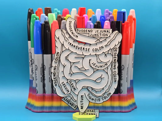 Abdominal Anatomy Coloring Craft – Educational Model