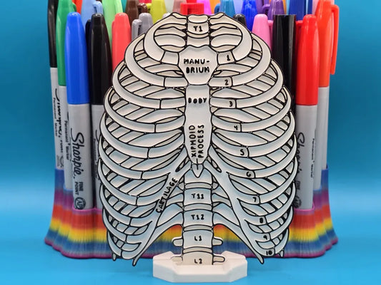 Ribcage & Torso Anatomy Coloring Craft – Educational Model