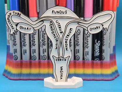 Womb & Cervix Anatomy Coloring Craft – Educational Mode