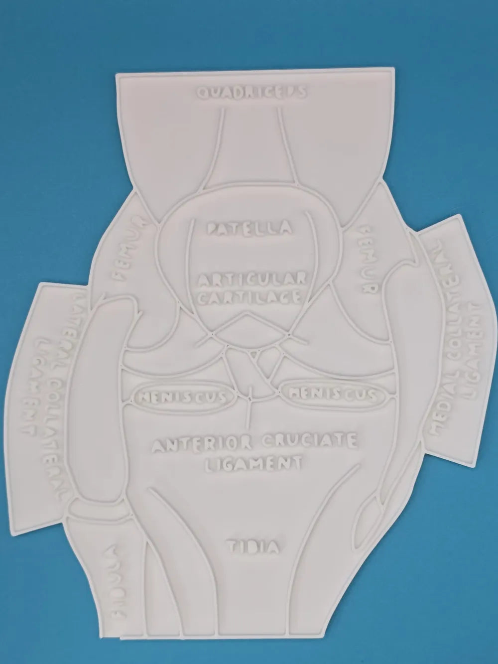 Knee Meniscus Anatomy Coloring Craft – Educational Model