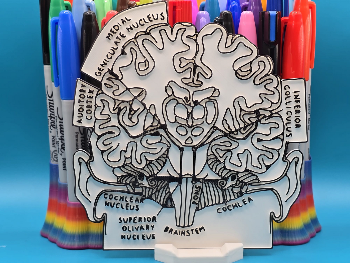 Brain Slice Anatomy Coloring Craft – Educational Model