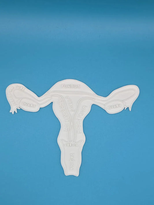 Womb & Cervix Anatomy Coloring Craft – Educational Mode