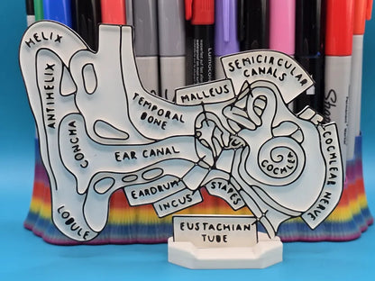 Ear Anatomy Coloring Craft – Educational Model