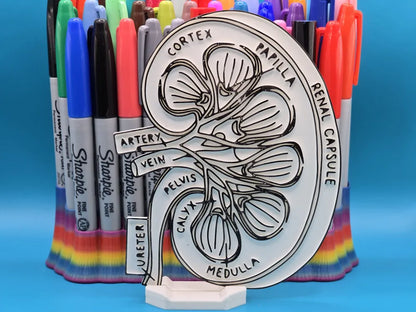Kidney Anatomy Coloring Craft – Educational Model