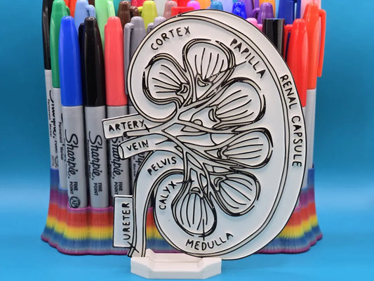 Kidney Anatomy Coloring Craft – Educational Model