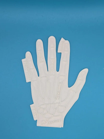 Hand Anatomy Coloring Craft – Educational Model