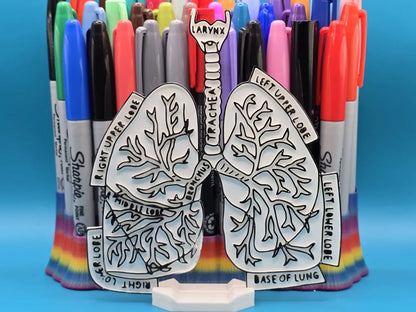 Lungs Anatomy Coloring Craft – Educational Model