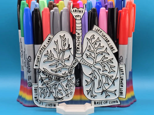 Lungs Anatomy Coloring Craft – Educational Model