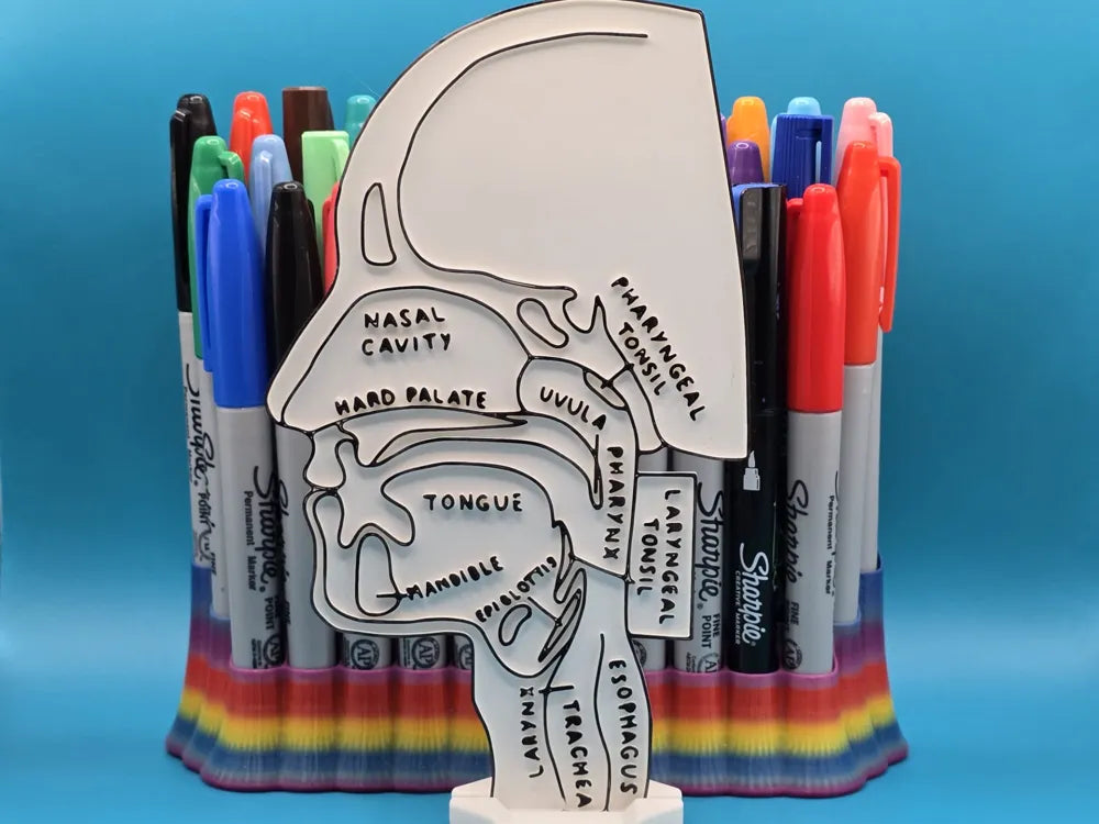 Head Anatomy Side View Coloring Craft – Educational Model
