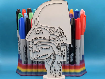 Head Anatomy Side View Coloring Craft – Educational Model