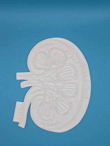 Kidney Anatomy Coloring Craft – Educational Model