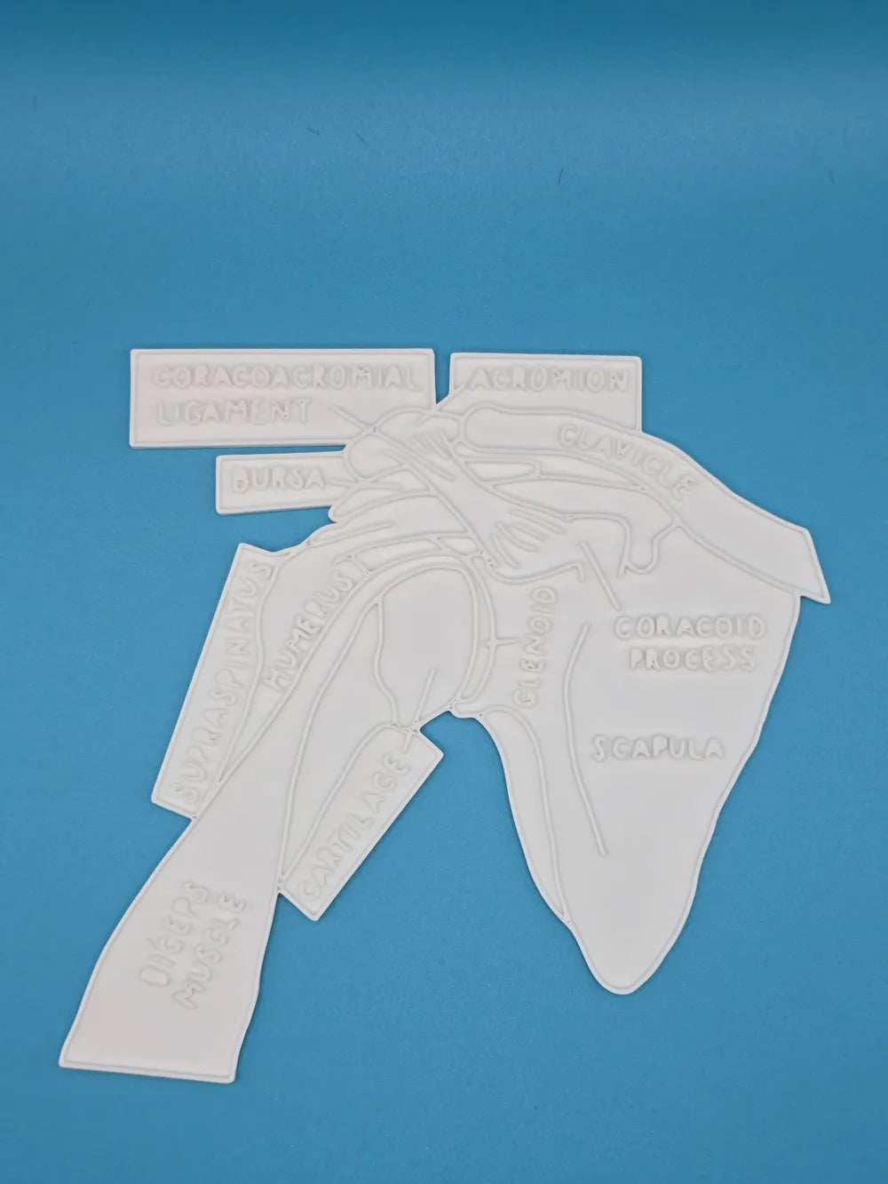 Shoulder Anatomy Coloring Craft – Educational Model