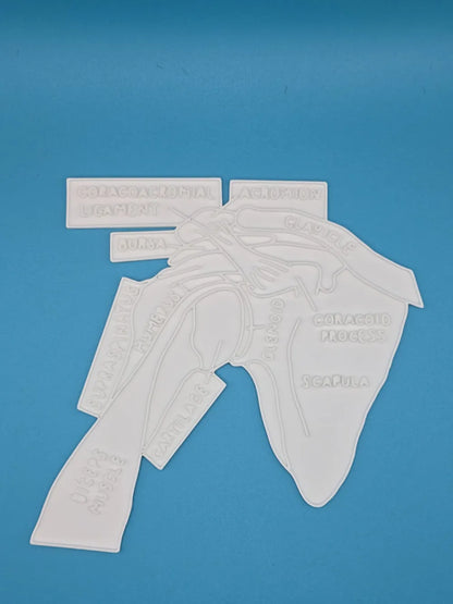 Shoulder Anatomy Coloring Craft – Educational Model